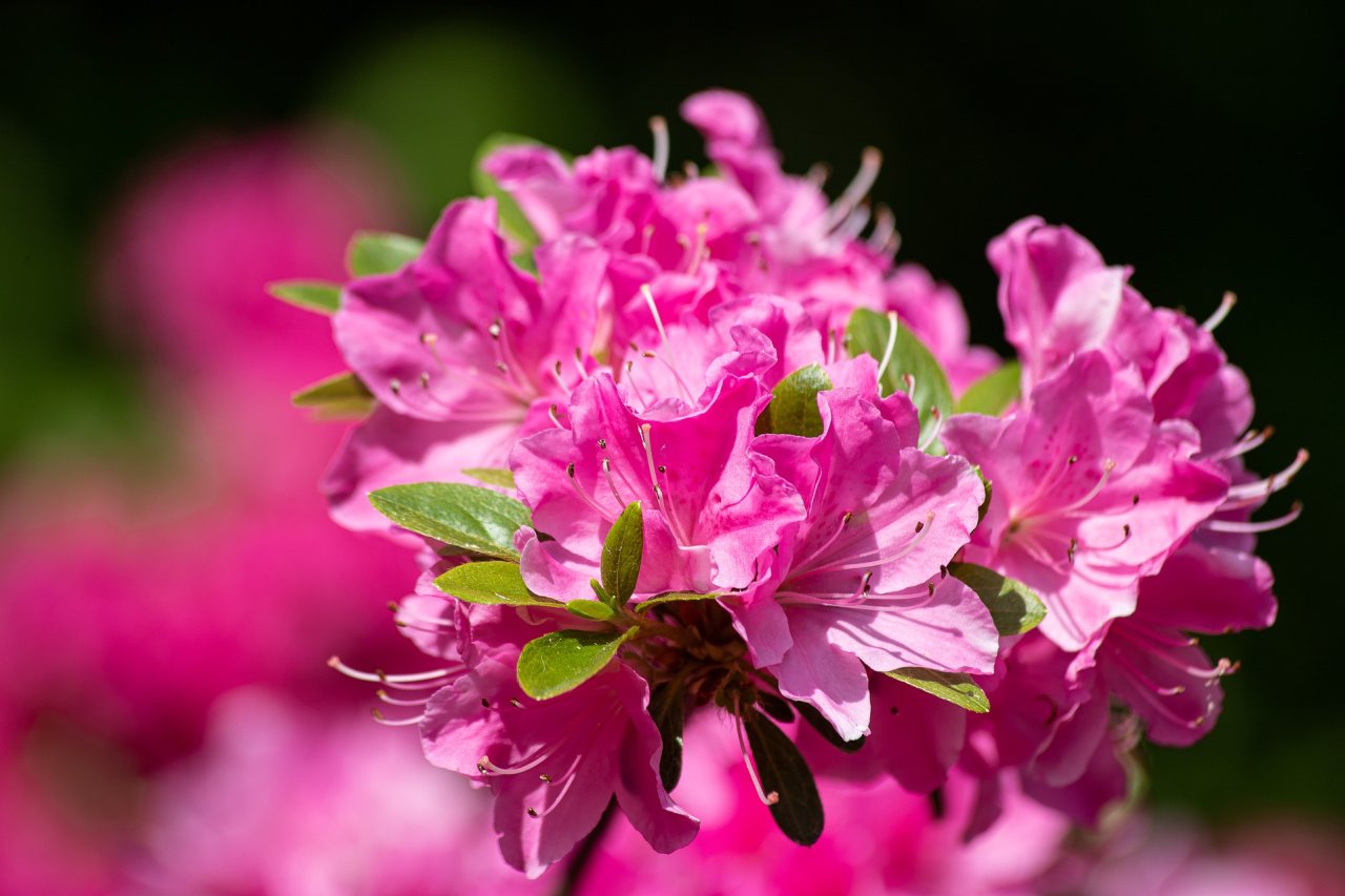rhododendron-4248406_1920.jpg